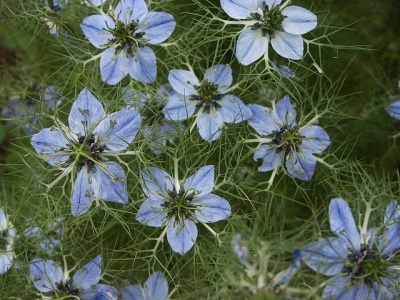  Black cumin flowers