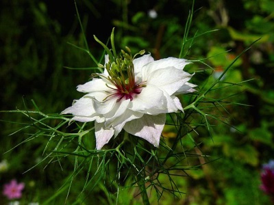  Nigella Bouquets