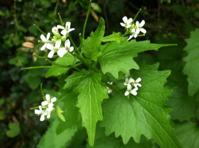  Chesnochnik favorite plant of cows