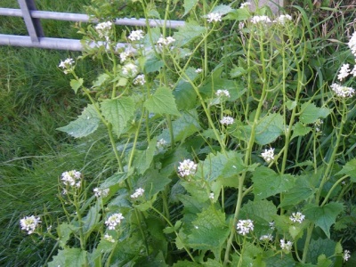  Garbage girl displaces any plants growing near