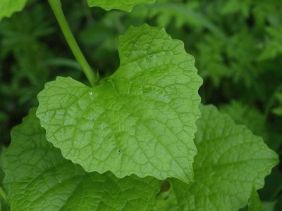  Vitamin-rich garlic leaves