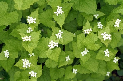  Garlic grass with flowers