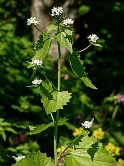  Garlic grass - herbaceous plant