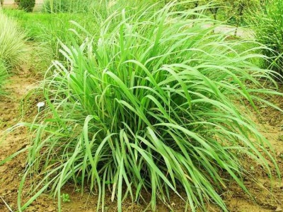  Citronella