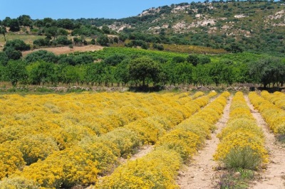  Growing immortelle in the steppes