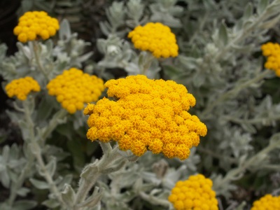  Type of immortelle sandy