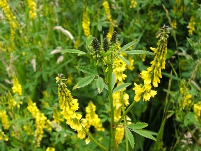  Melilotus officinalis