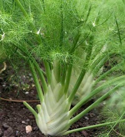  Vegetable Fennel