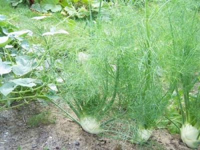  Fennel növekszik, ahol termesztik