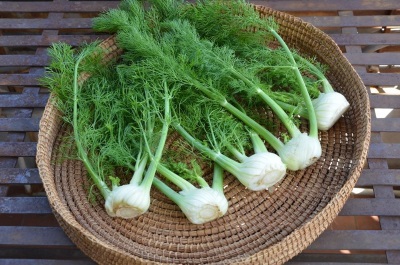  Fennel is used in cosmetology, medicine, cooking