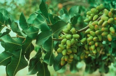  Pistachio leaves