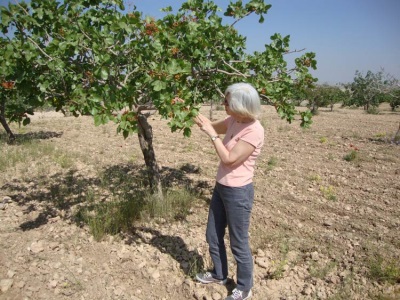  Growing pistachios in Turkey