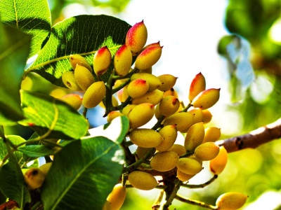  Pistachio fruits