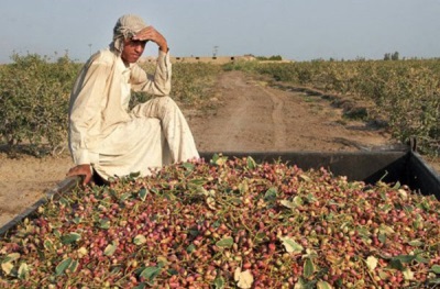  Pistachio picking