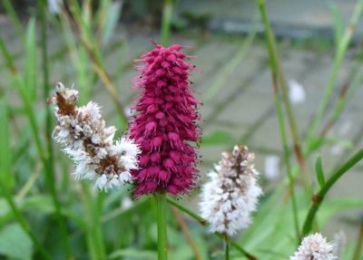  Beautiful flowers of the highlander snake