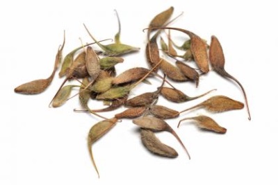  Gravilate seeds