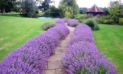  Decorative borders from hyssop