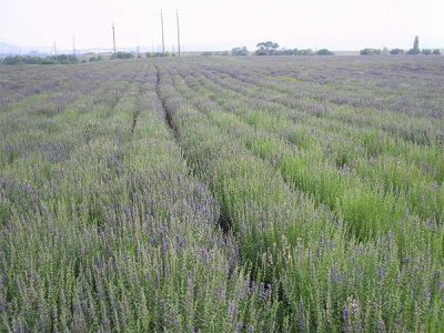  Hyssop Plantation