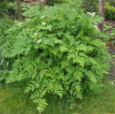  Wild chervil