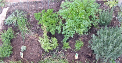  Growing chervil in the garden with other herbs