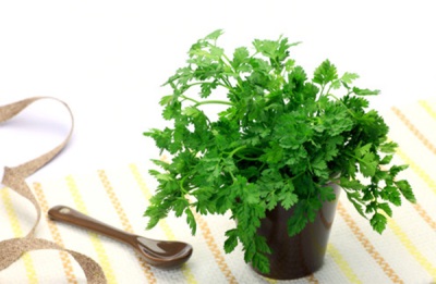  Delicate greens of Chervil in a pot