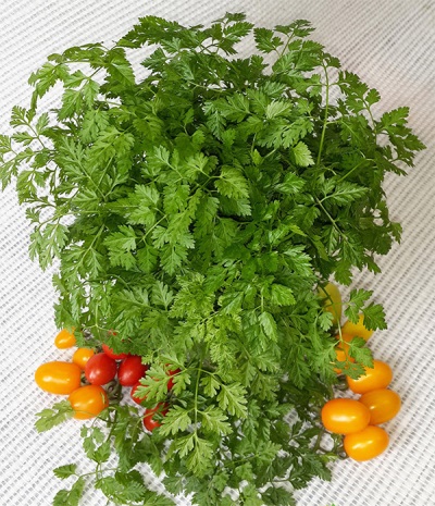  Chervil tároló