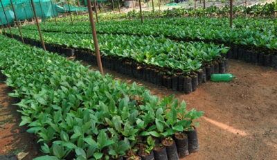  Cashew Cultivation