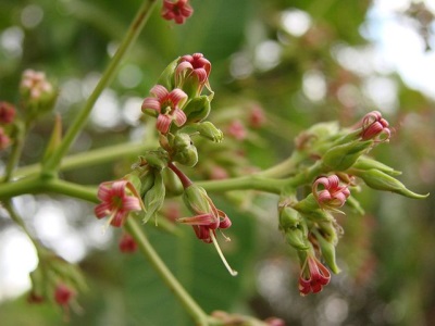  Cashew Cashew Flowers