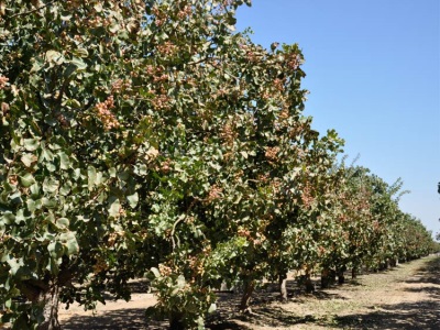  Anacardium tree