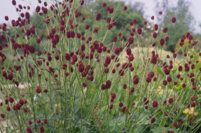  Farmasi Burnet