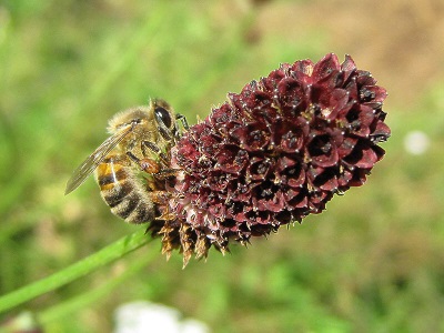  Burnet tumbuhan madu yang baik