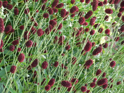  Widespread grass burnet