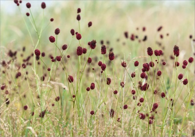  Burnet - a plant without smell