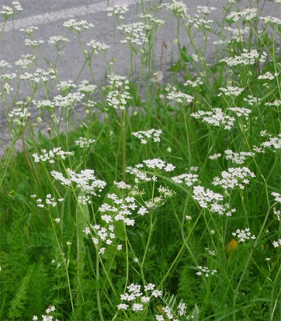  Kumin is an umbrella plant