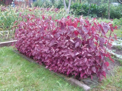  Garden quinoa