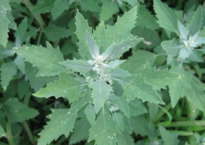  Annual quinoa grass