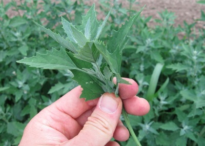  Quinoa used in medicine