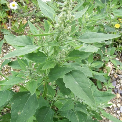  Spreading quinoa