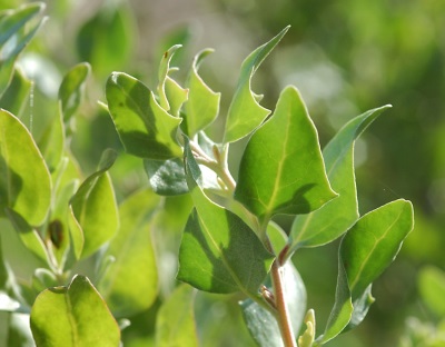  Early quinoa