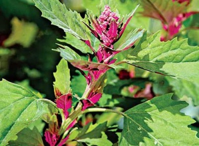  Decorative quinoa