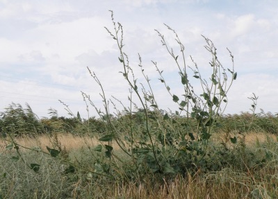  Small-flowered quinoa