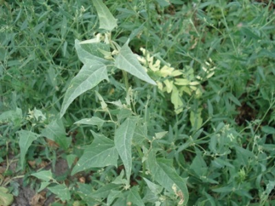  Coastal quinoa