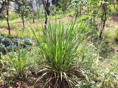  Lemongrass