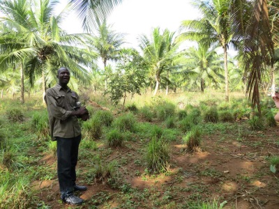  A small plantation of lemongrass