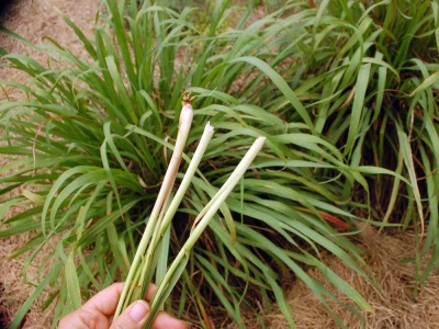  Lemongrass