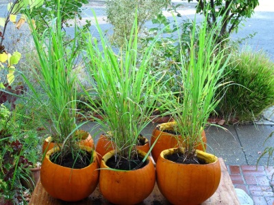  Potted Lemongrass