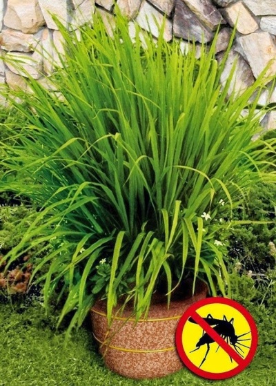  Lemongrass will protect against mosquitoes