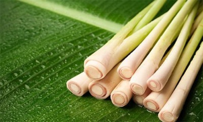  How to choose a lemongrass