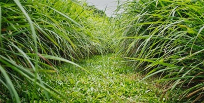  Lemongrass Plantations