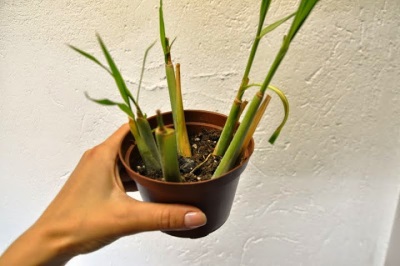  Lemongrass Cropped for Winter